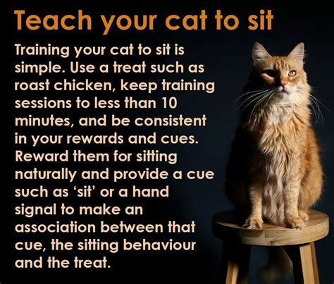 How to train your cat. Things To Know About How to train your cat. 